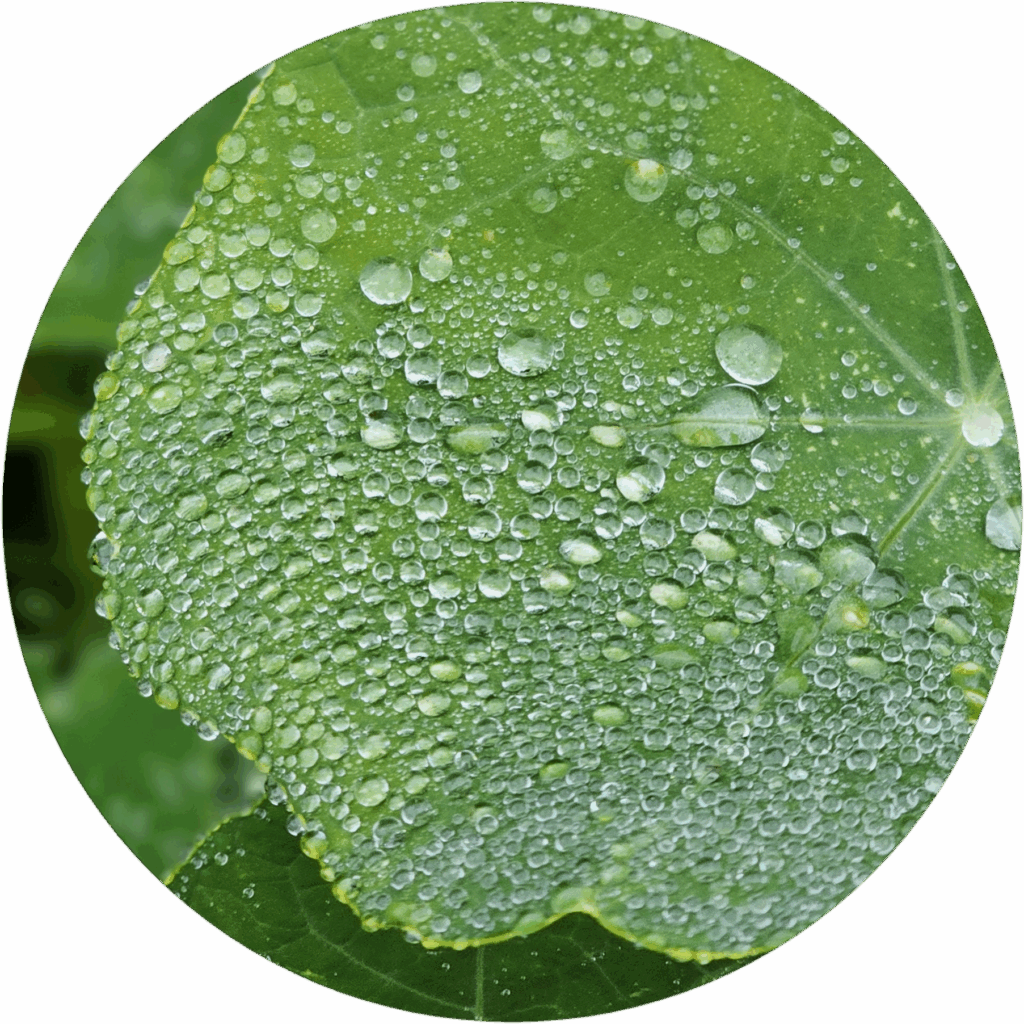 Regentropfen